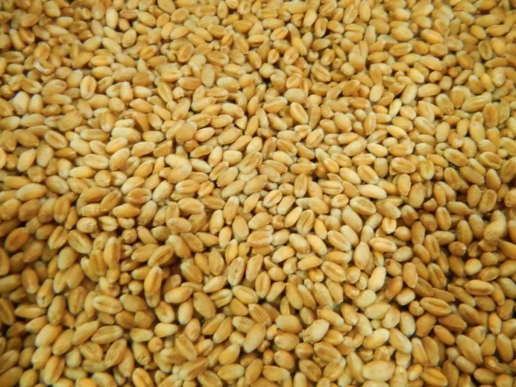 фотография продукта Пшеница 3; 4; 5 класс. Экспорт.