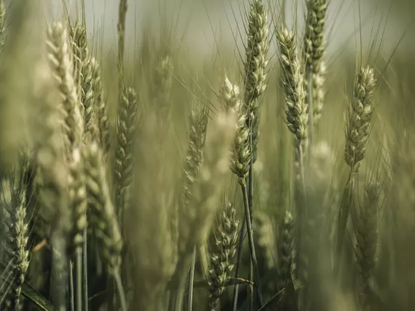 Как проходит зимовка озимой пшеницы в Липецкой области
