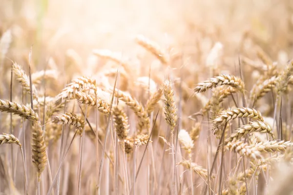 Липецкая звезда и другие высокопродуктивные сорта российской пшеницы плюс тритикале