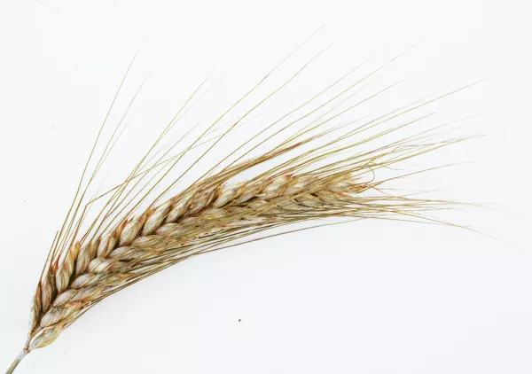 Общая господдержка липецких производителей зерновых культур составит 865,5 млн рублей