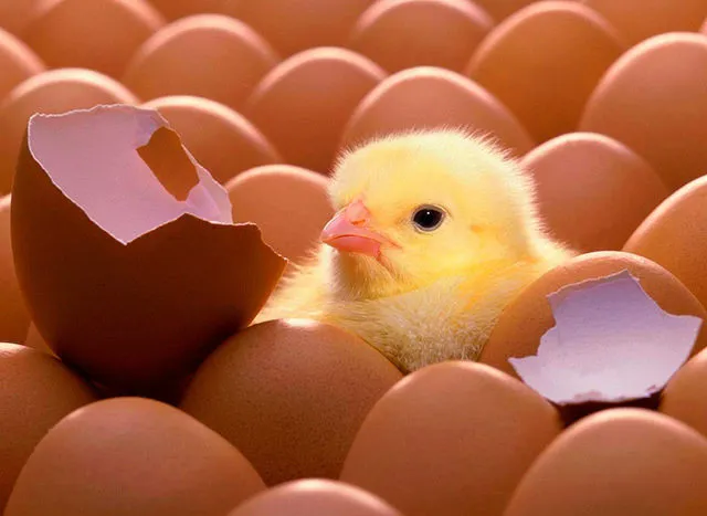 инкубационное яйцо 
