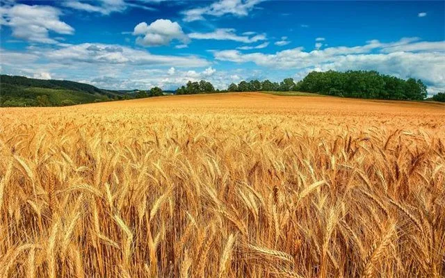 фотография продукта Закупаем пшеницу фуражную, прод.
