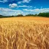 закупаем пшеницу фуражную, прод. в Липецке
