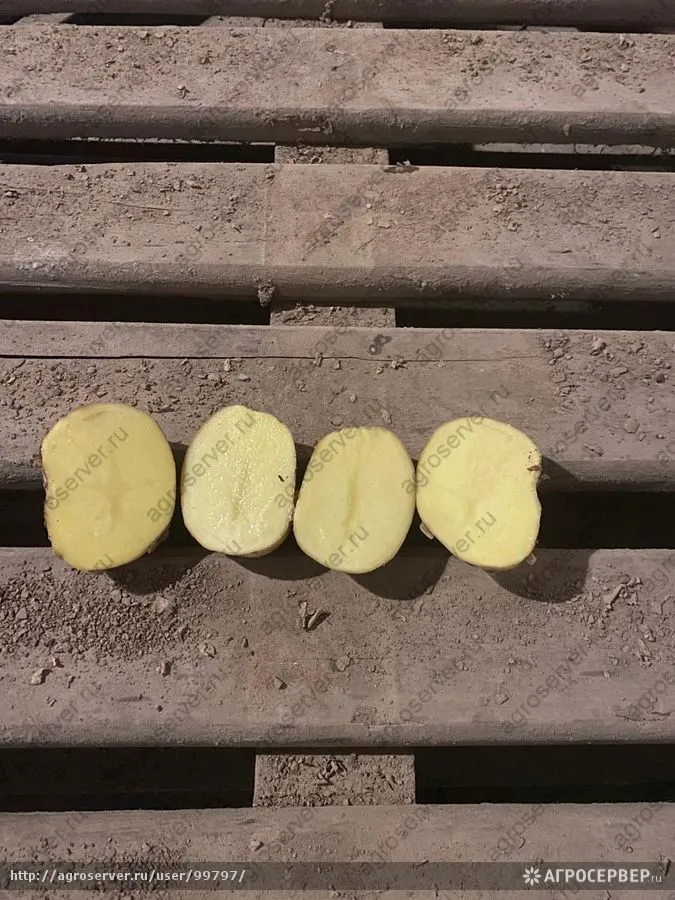 картофель оптом от фермера. в Липецке 2