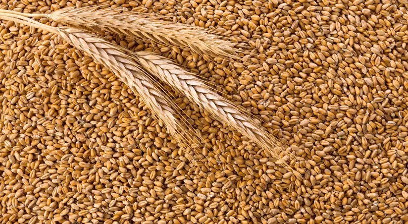 пшеница фуражная 4 класс в Липецке