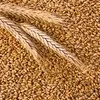 пшеница 4 класс в Липецке