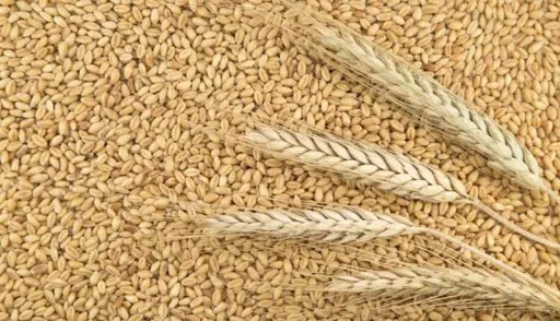 пшеница в Липецке