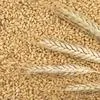 пшеница 5 класс в Липецке